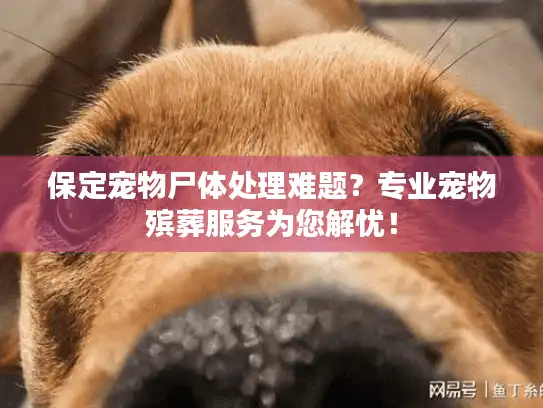 保定宠物尸体处理难题？专业宠物殡葬服务为您解忧！