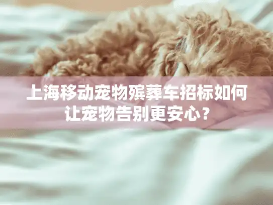 上海移动宠物殡葬车招标如何让宠物告别更安心？