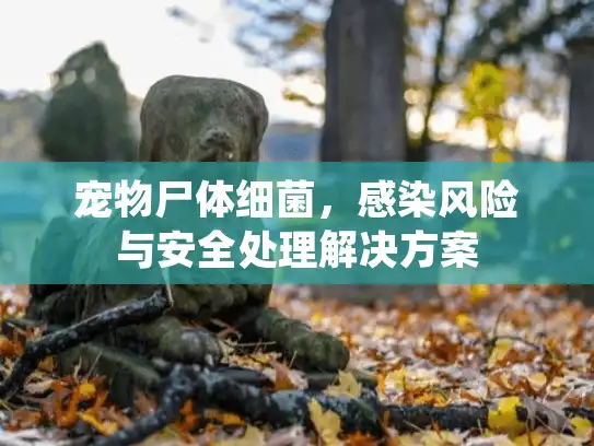 宠物尸体细菌，感染风险与安全处理解决方案