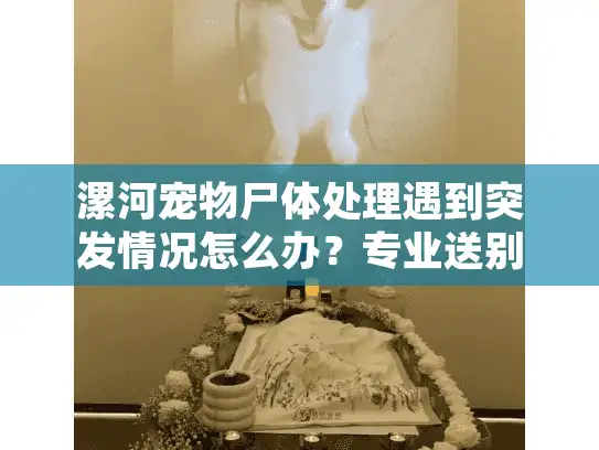 漯河宠物尸体处理遇到突发情况怎么办？专业送别指南来解答
