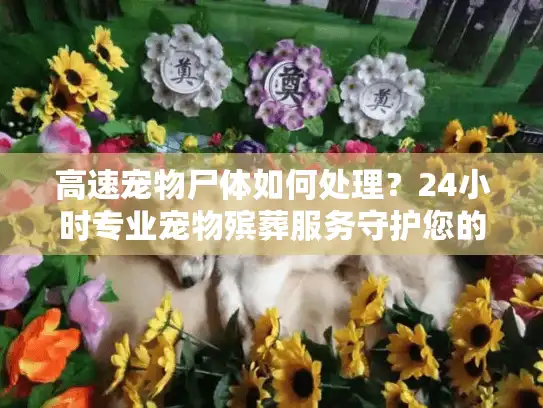高速宠物尸体如何处理？24小时专业宠物殡葬服务守护您的最后一程