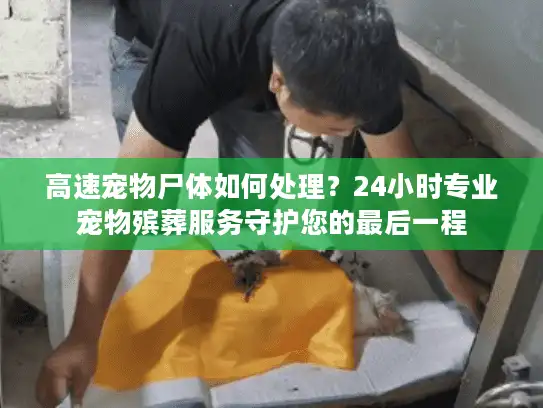 高速宠物尸体如何处理？24小时专业宠物殡葬服务守护您的最后一程