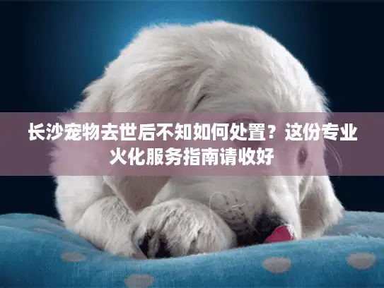 长沙宠物去世后不知如何处置？这份专业火化服务指南请收好