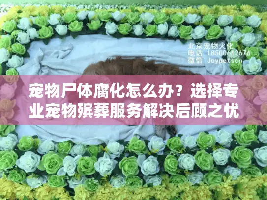 宠物尸体腐化怎么办？选择专业宠物殡葬服务解决后顾之忧
