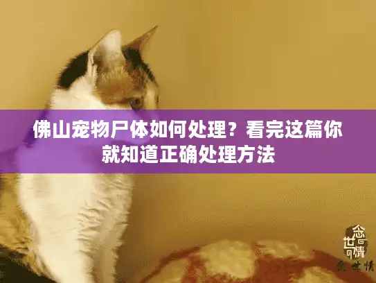 佛山宠物尸体如何处理？看完这篇你就知道正确处理方法