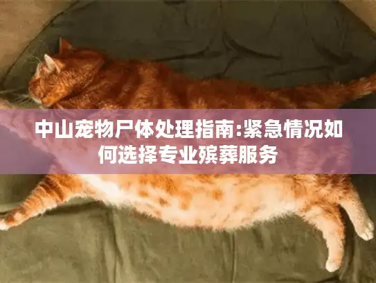 中山宠物尸体处理指南:紧急情况如何选择专业殡葬服务