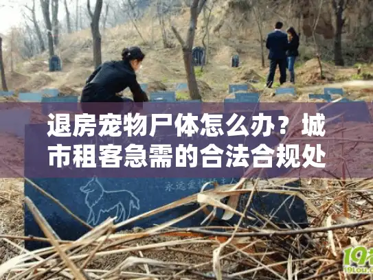 退房宠物尸体怎么办？城市租客急需的合法合规处理指南
