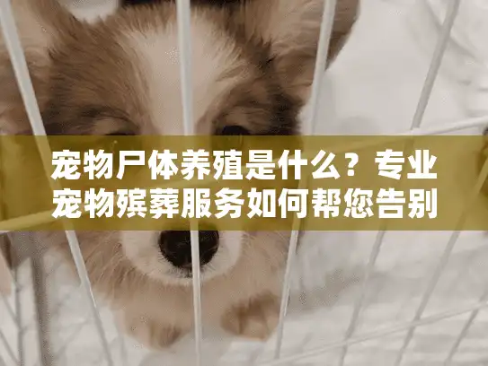 宠物尸体养殖是什么？专业宠物殡葬服务如何帮您告别心爱伙伴？