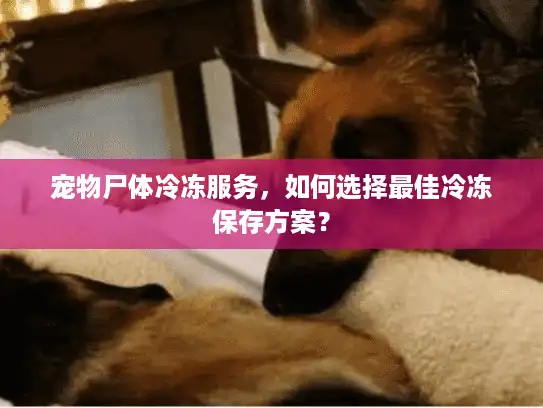 宠物尸体冷冻服务，如何选择最佳冷冻保存方案？