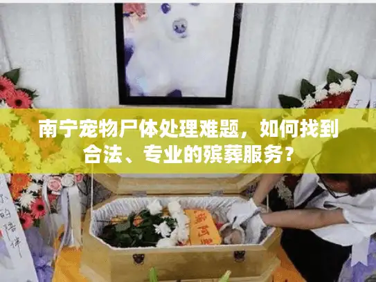 南宁宠物尸体处理难题，如何找到合法、专业的殡葬服务？