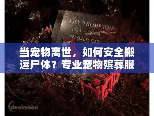 当宠物离世，如何安全搬运尸体？专业宠物殡葬服务全面指南