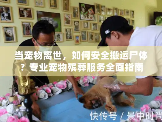 当宠物离世，如何安全搬运尸体？专业宠物殡葬服务全面指南