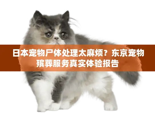 日本宠物尸体处理太麻烦？东京宠物殡葬服务真实体验报告