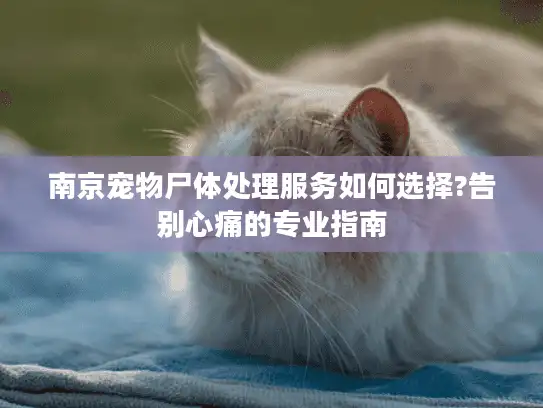 南京宠物尸体处理服务如何选择?告别心痛的专业指南