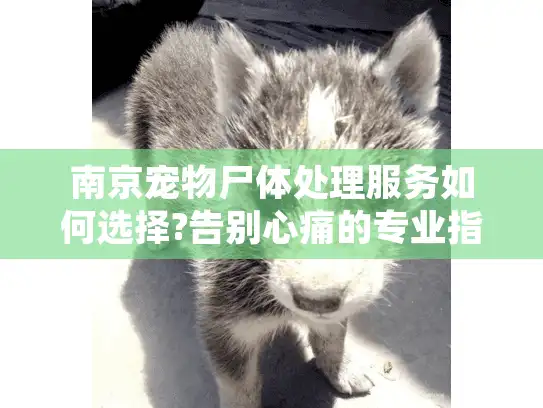 南京宠物尸体处理服务如何选择?告别心痛的专业指南