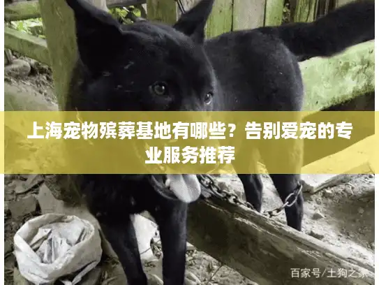 上海宠物殡葬基地有哪些？告别爱宠的专业服务推荐