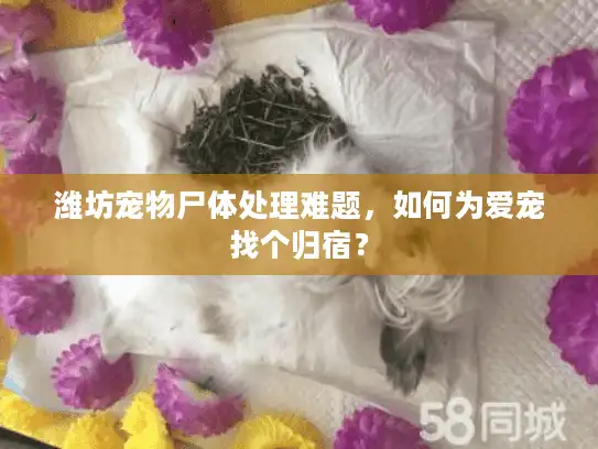 潍坊宠物尸体处理难题，如何为爱宠找个归宿？