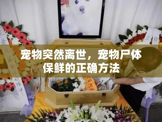 宠物突然离世，宠物尸体保鲜的正确方法