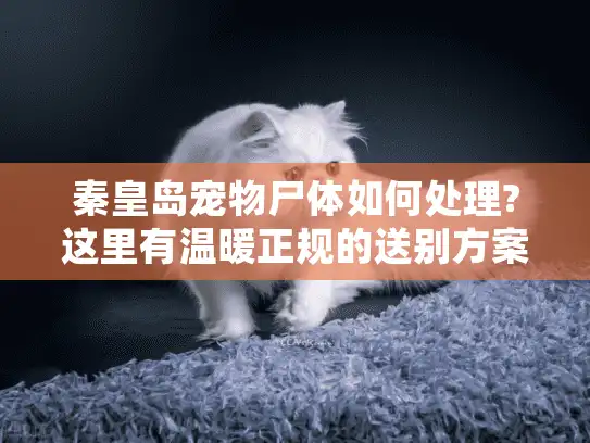 秦皇岛宠物尸体如何处理?这里有温暖正规的送别方案