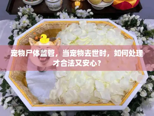 宠物尸体监管，当宠物去世时，如何处理才合法又安心？