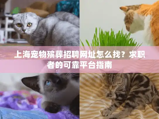 上海宠物殡葬招聘网址怎么找？求职者的可靠平台指南