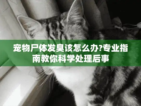 宠物尸体发臭该怎么办?专业指南教你科学处理后事