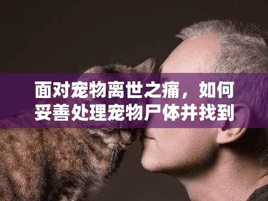 面对宠物离世之痛，如何妥善处理宠物尸体并找到专业服务？