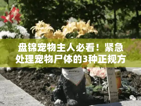 盘锦宠物主人必看！紧急处理宠物尸体的3种正规方式