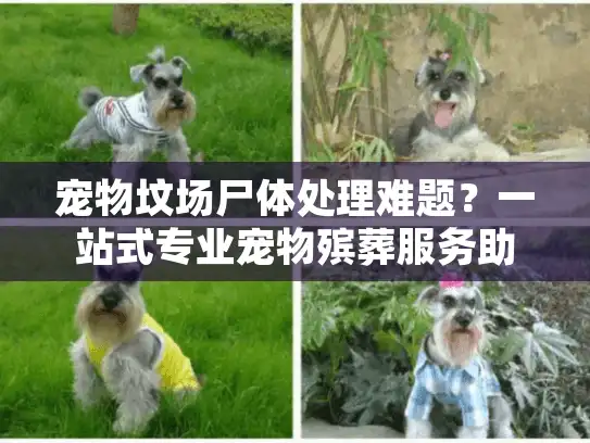 宠物坟场尸体处理难题？一站式专业宠物殡葬服务助您安心解决