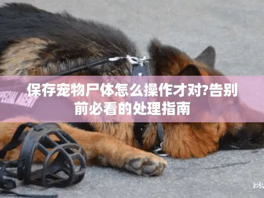 保存宠物尸体怎么操作才对?告别前必看的处理指南