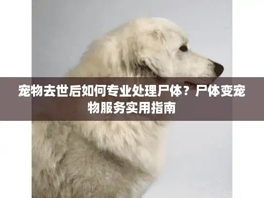 宠物去世后如何专业处理尸体？尸体变宠物服务实用指南