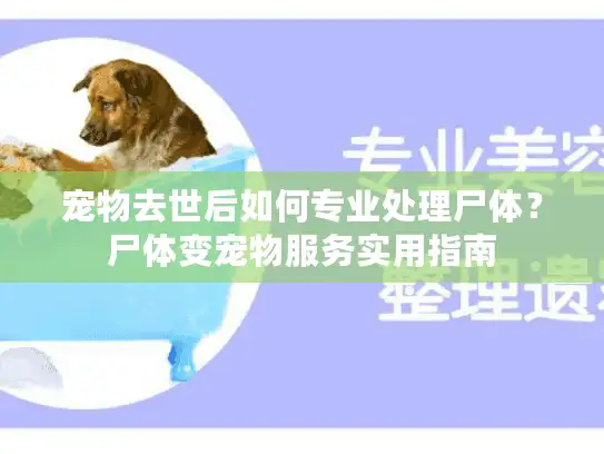 宠物去世后如何专业处理尸体？尸体变宠物服务实用指南