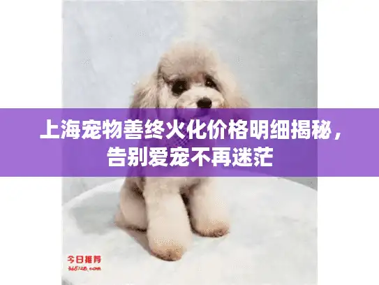 上海宠物善终火化价格明细揭秘，告别爱宠不再迷茫