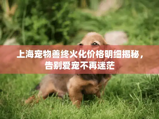 上海宠物善终火化价格明细揭秘，告别爱宠不再迷茫