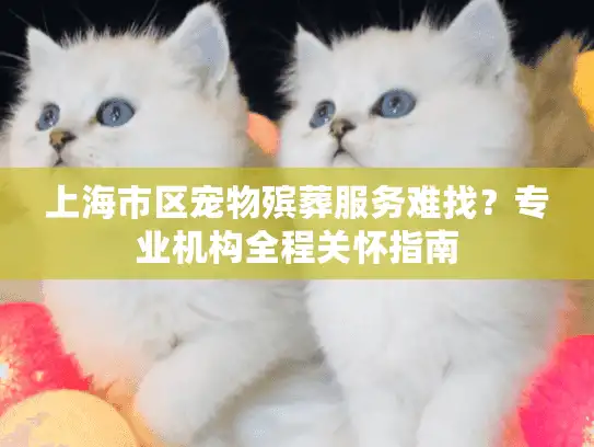 上海市区宠物殡葬服务难找？专业机构全程关怀指南