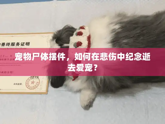 宠物尸体摆件，如何在悲伤中纪念逝去爱宠？