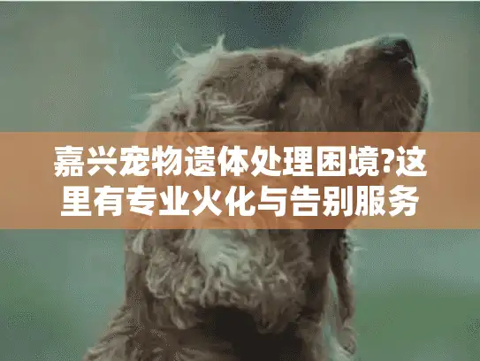 嘉兴宠物遗体处理困境?这里有专业火化与告别服务方案