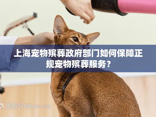 上海宠物殡葬政府部门如何保障正规宠物殡葬服务？