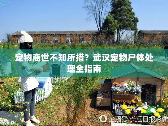 宠物离世不知所措？武汉宠物尸体处理全指南