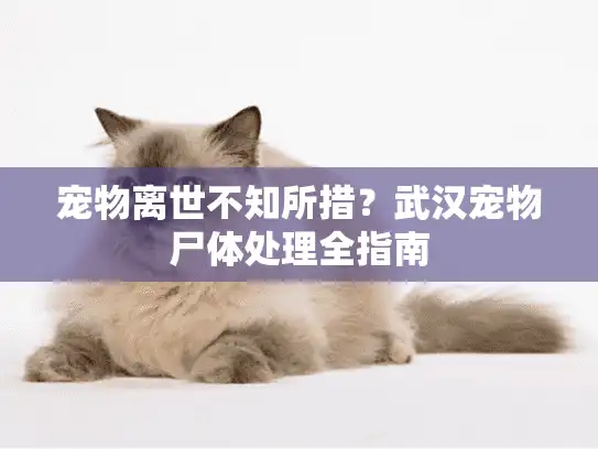 宠物离世不知所措？武汉宠物尸体处理全指南