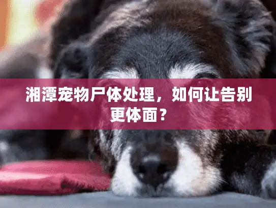 湘潭宠物尸体处理，如何让告别更体面？