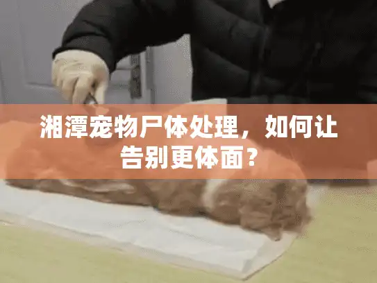 湘潭宠物尸体处理，如何让告别更体面？