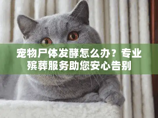 宠物尸体发酵怎么办？专业殡葬服务助您安心告别