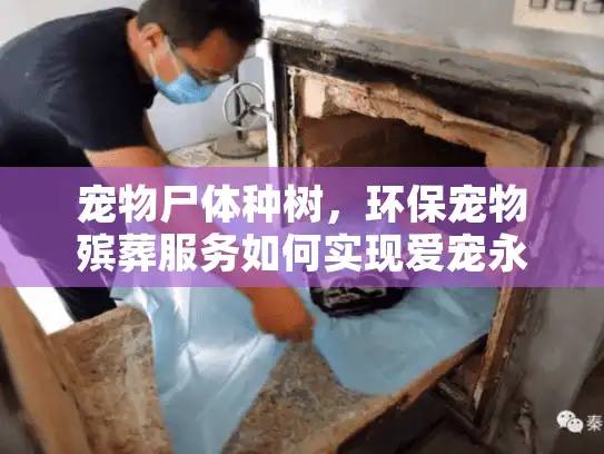 宠物尸体种树，环保宠物殡葬服务如何实现爱宠永续纪念？