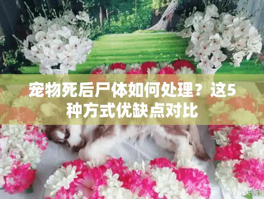 宠物死后尸体如何处理？这5种方式优缺点对比