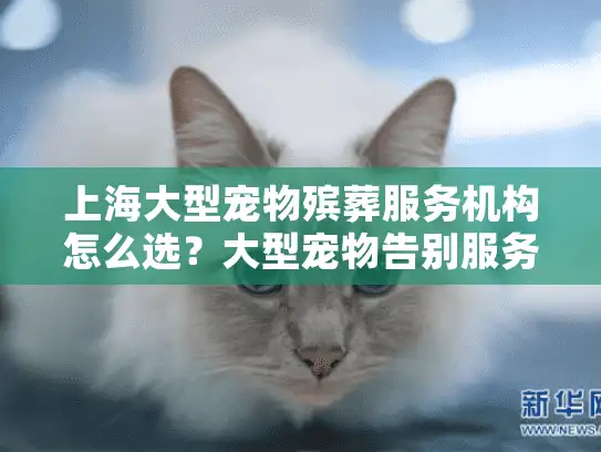 上海大型宠物殡葬服务机构怎么选？大型宠物告别服务选择指南