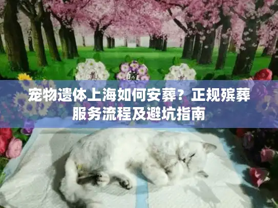 宠物遗体上海如何安葬？正规殡葬服务流程及避坑指南