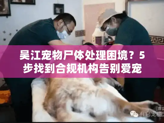 吴江宠物尸体处理困境？5步找到合规机构告别爱宠