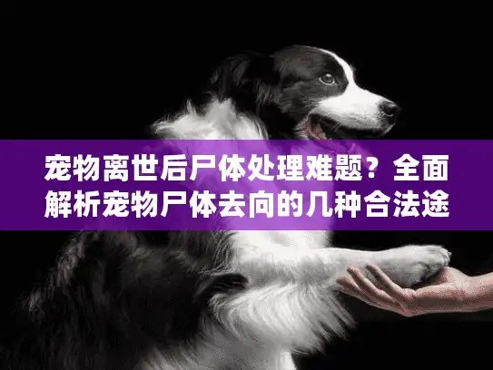 宠物离世后尸体处理难题？全面解析宠物尸体去向的几种合法途径