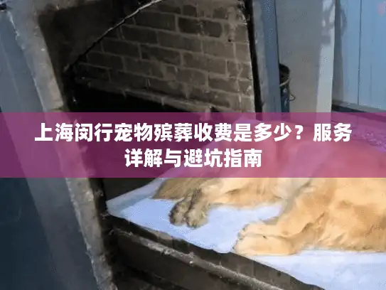 上海闵行宠物殡葬收费是多少？服务详解与避坑指南